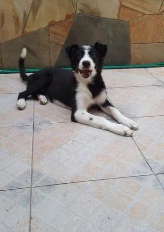 Cachorro ra a Border Collie idade 2 a 6 meses nome Blue