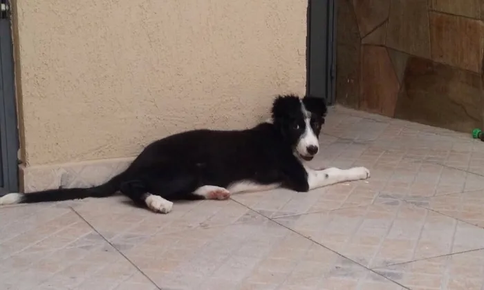Cachorro ra a Border Collie idade 2 a 6 meses nome Blue