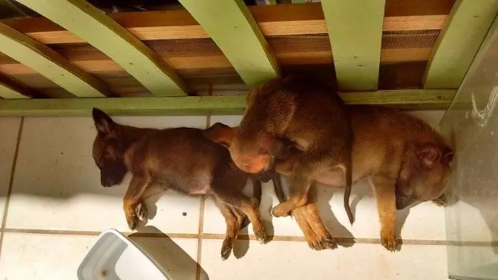 Cachorro ra a vira lata idade Abaixo de 2 meses nome Filhotes
