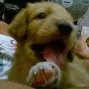 Cachorro raça SRD idade 2 a 6 meses nome Gaia