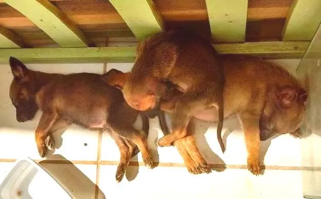 Cachorro ra a vira lata idade Abaixo de 2 meses nome Filhotes