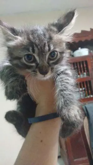 Gato raça SRD idade 2 a 6 meses nome Sem nome