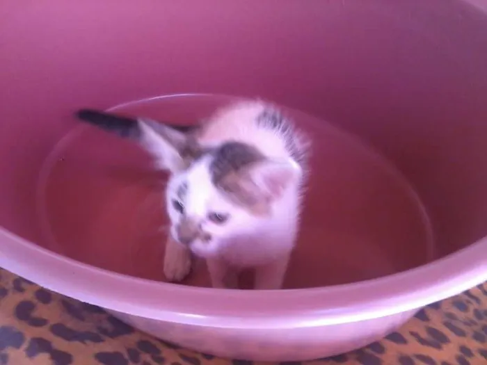 Gato ra a nao defenida idade Abaixo de 2 meses nome a definir
