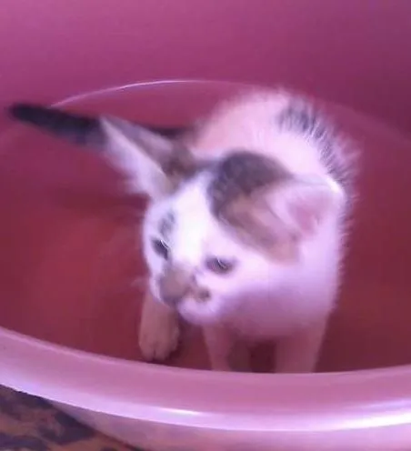 Gato ra a nao defenida idade Abaixo de 2 meses nome a definir