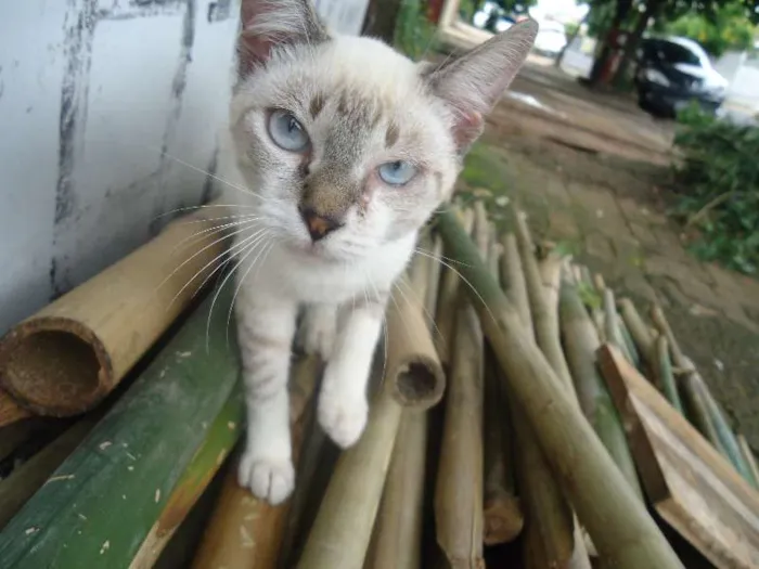 Gato ra a Siamês idade 1 ano nome menina