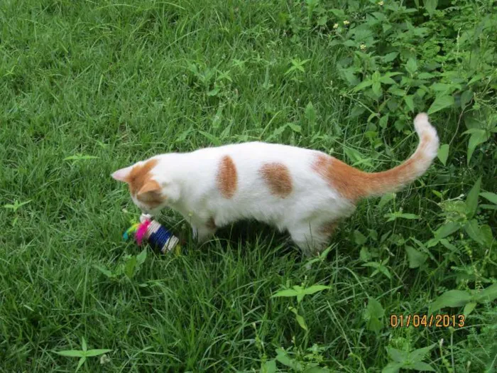 Gato raça SRD idade 3 anos nome Doris