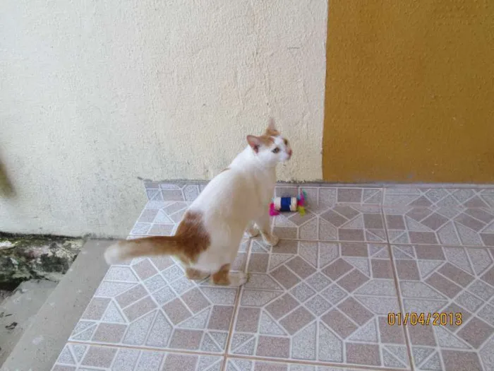 Gato raça SRD idade 3 anos nome Doris