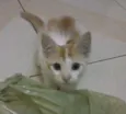 Bolotinha
