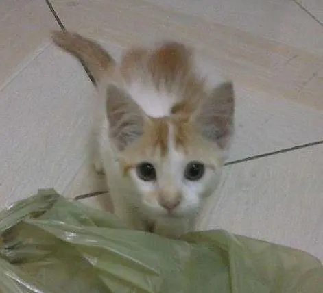 Gato raça  idade 2 a 6 meses nome Bolotinha
