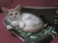 Bolotinha