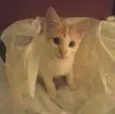 Bolotinha