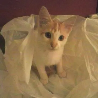 Gato raça  idade 2 a 6 meses nome Bolotinha