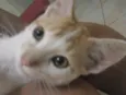 Bolotinha