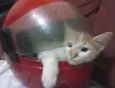 Bolotinha