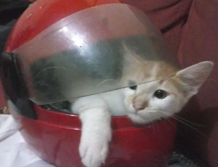 Gato raça  idade 2 a 6 meses nome Bolotinha