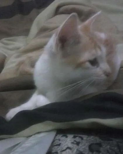 Gato raça  idade 2 a 6 meses nome Bolotinha
