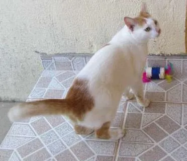 Gato raça SRD idade 3 anos nome Doris