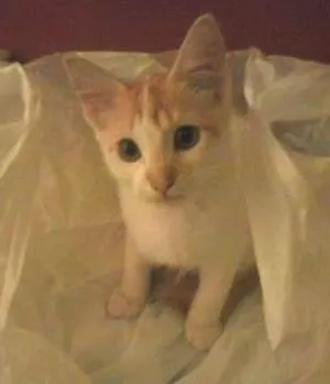 Gato raça  idade 2 a 6 meses nome Bolotinha
