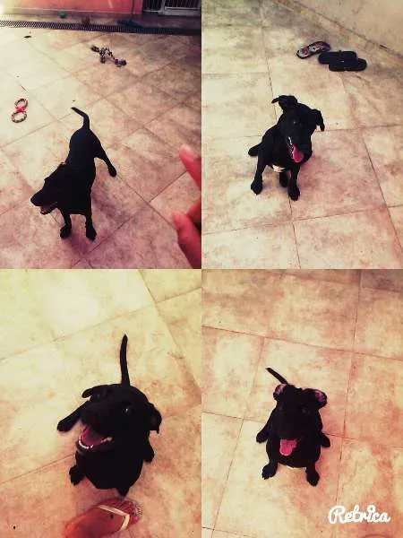 Cachorro ra a vira lata idade 2 a 6 meses nome kiara