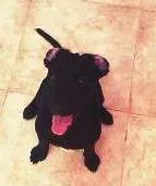 Cachorro ra a vira lata idade 2 a 6 meses nome kiara