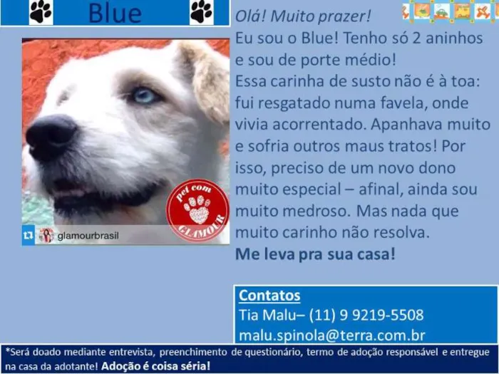 Cachorro ra a poodlemix idade 2 anos nome Blue