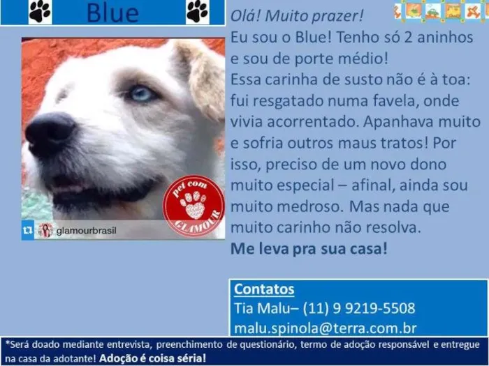 Cachorro ra a poodlemix idade 2 anos nome Blue