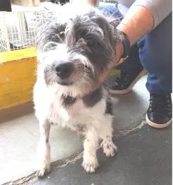 Cachorro ra a SRD idade 1 ano nome BIA