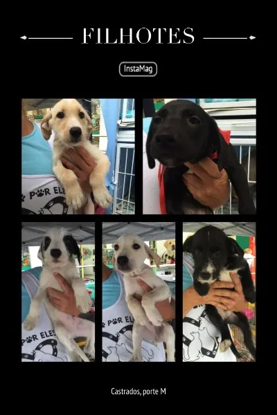 Cachorro ra a SRD idade 2 a 6 meses nome Filhotes Lindos