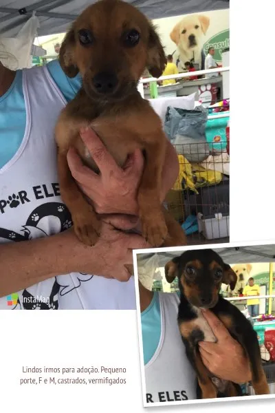 Cachorro ra a SRD idade 2 a 6 meses nome Filhotes Lindos