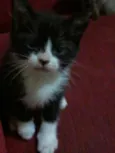 Gatinhos