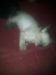Gatinhos