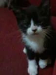 Gatinhos