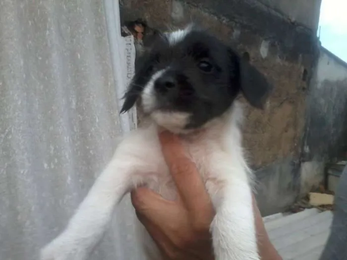 Cachorro ra a  idade 2 a 6 meses nome luna