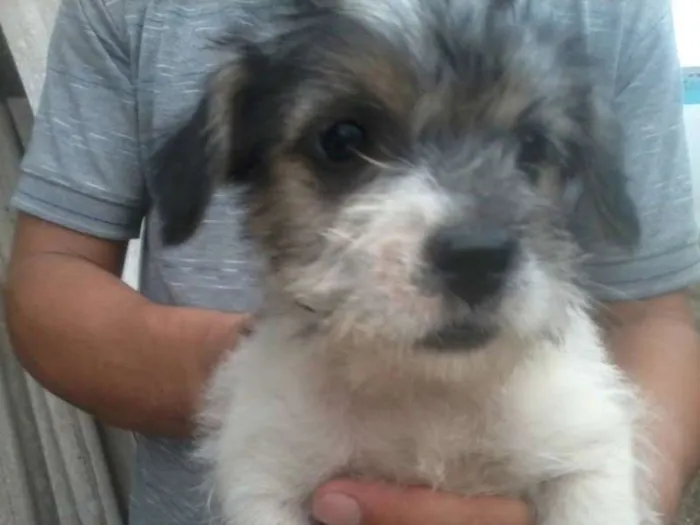 Cachorro ra a  idade 2 a 6 meses nome milu