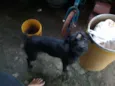 dora