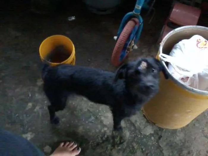 Cachorro ra a  idade 2 anos nome dora