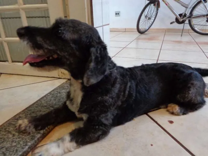 Cachorro ra a Vira lata idade 5 anos nome Spyke