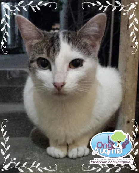 Gato raça SRD idade 1 ano nome Mammis