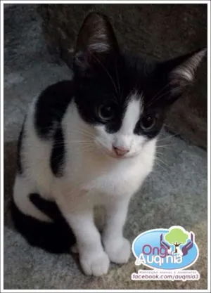 Gato raça SRD idade 2 a 6 meses nome Teca