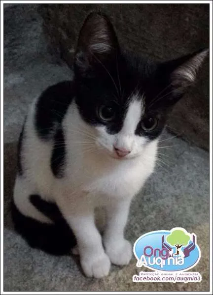 Gato ra a SRD idade 2 a 6 meses nome Teca