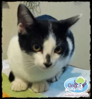 Gato raça SRD idade 2 a 6 meses nome Narizinho