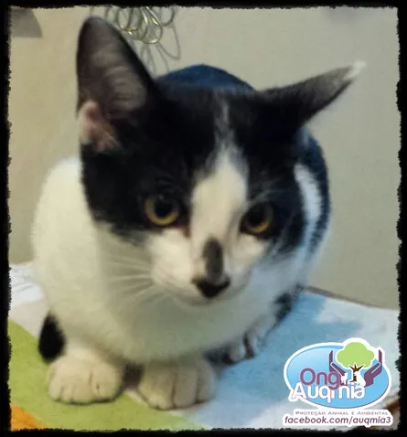 Gato ra a SRD idade 2 a 6 meses nome Narizinho
