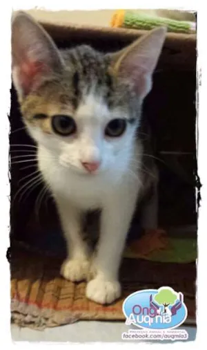 Gato raça SRD idade 2 a 6 meses nome Emilia
