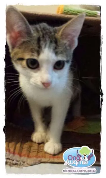 Gato ra a SRD idade 2 a 6 meses nome Emilia
