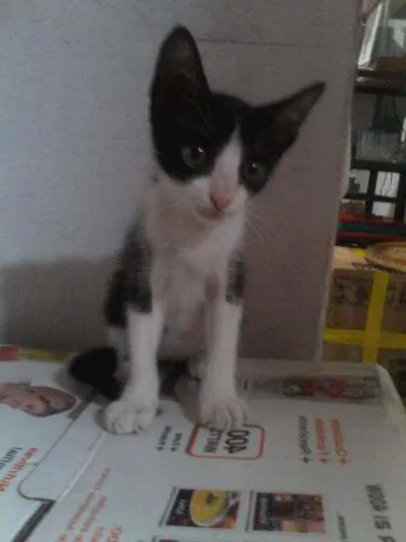 Gato raça Sem raça definida idade 2 a 6 meses nome Leona