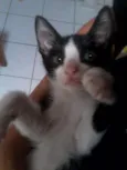 Leona