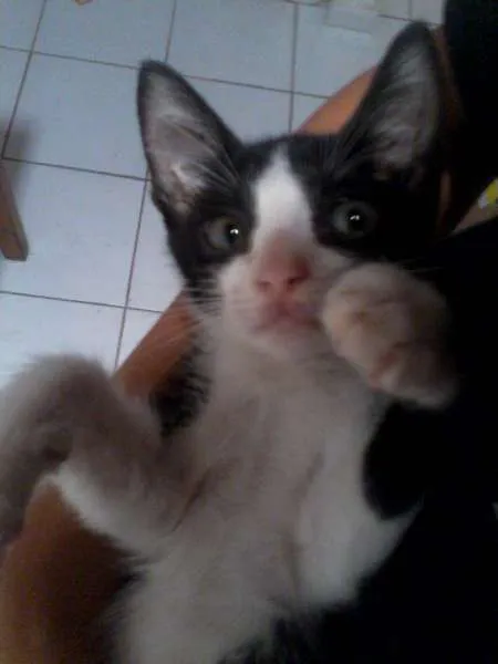 Gato raça Sem raça definida idade 2 a 6 meses nome Leona