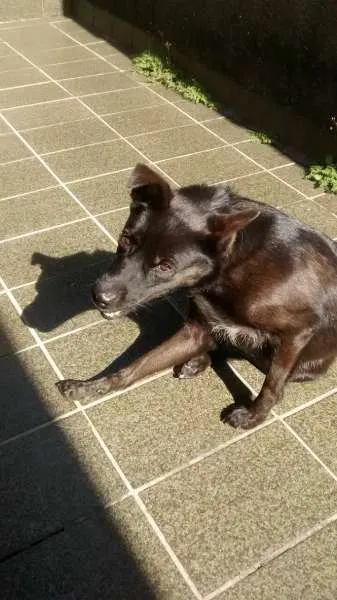Cachorro ra a SRD idade 2 anos nome nina