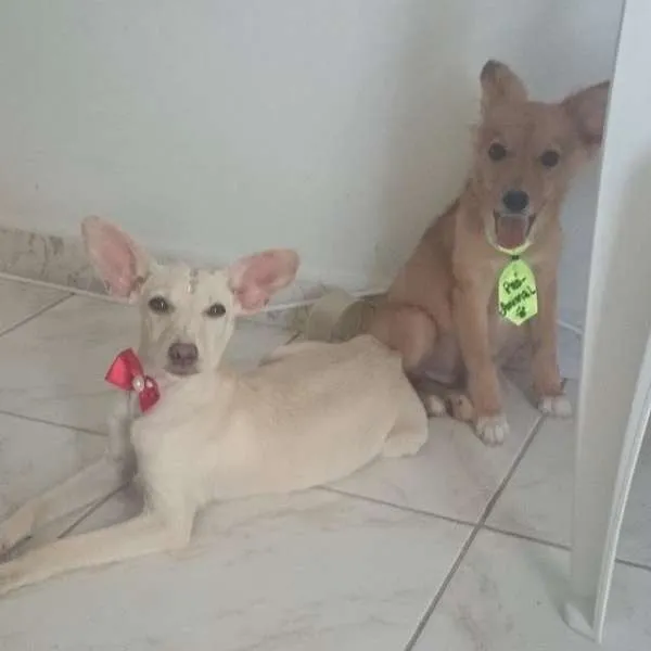 Cachorro raça Vira Lata idade 2 a 6 meses nome Moho e Mahi