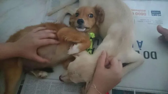Cachorro raça Vira Lata idade 2 a 6 meses nome Moho e Mahi